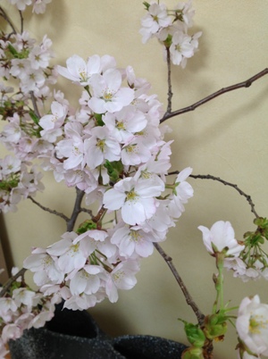 桜２.JPG
