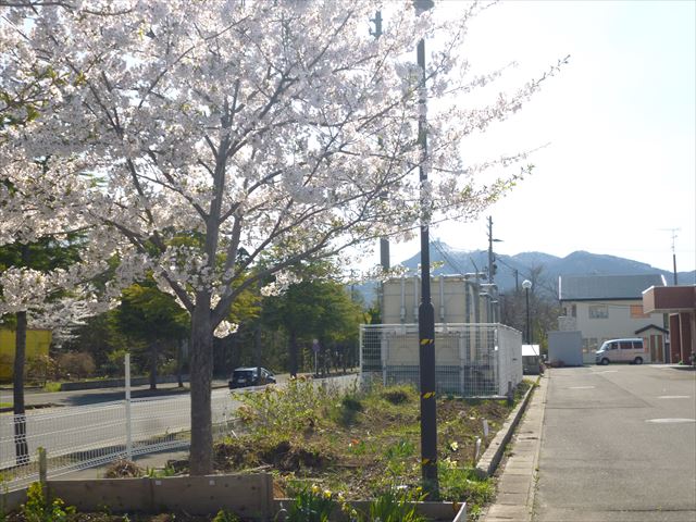 sakura20190429 001_R.JPG