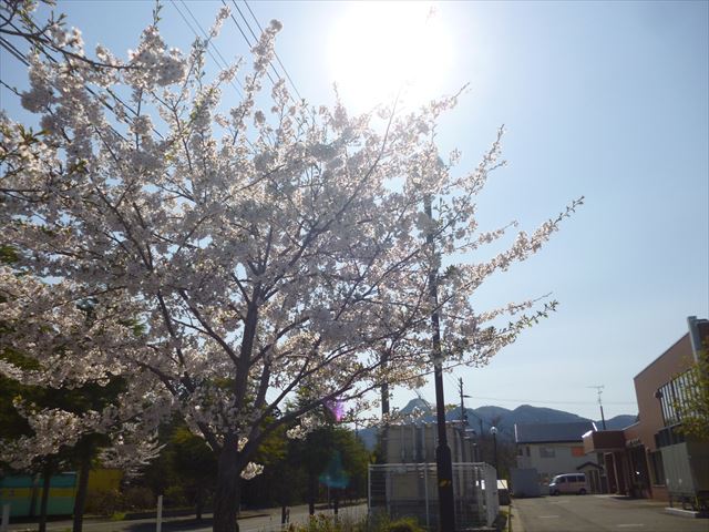 sakura20190429 002_R.JPG