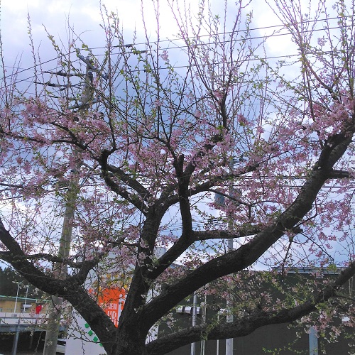 21hanami.1.jpg