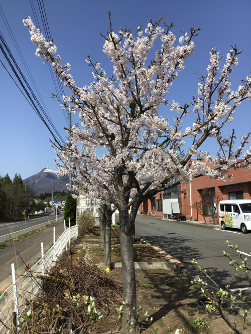 sakura01.png