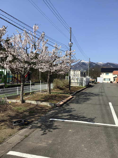 sakura02.png