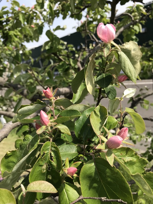 2019.05.18 marumero 02.jpg