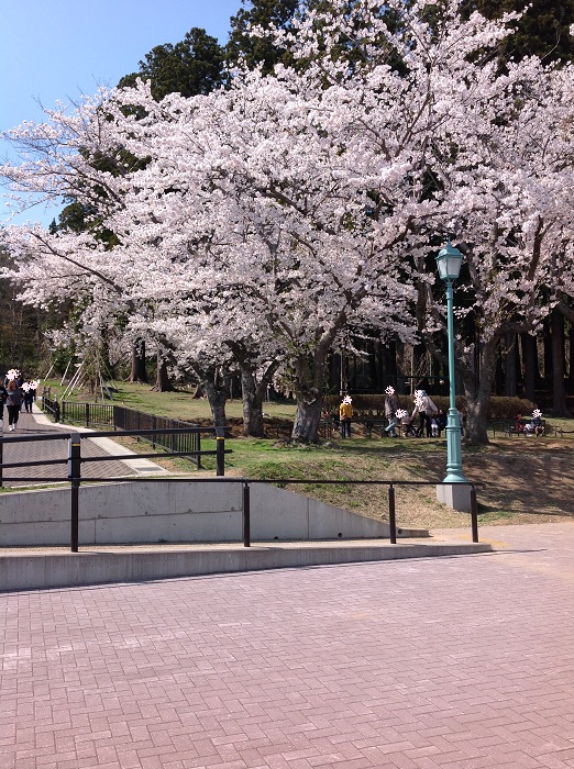 sakura 01.jpg